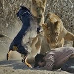 roittweiler vs lion
