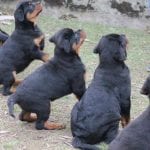 rottweiler dog