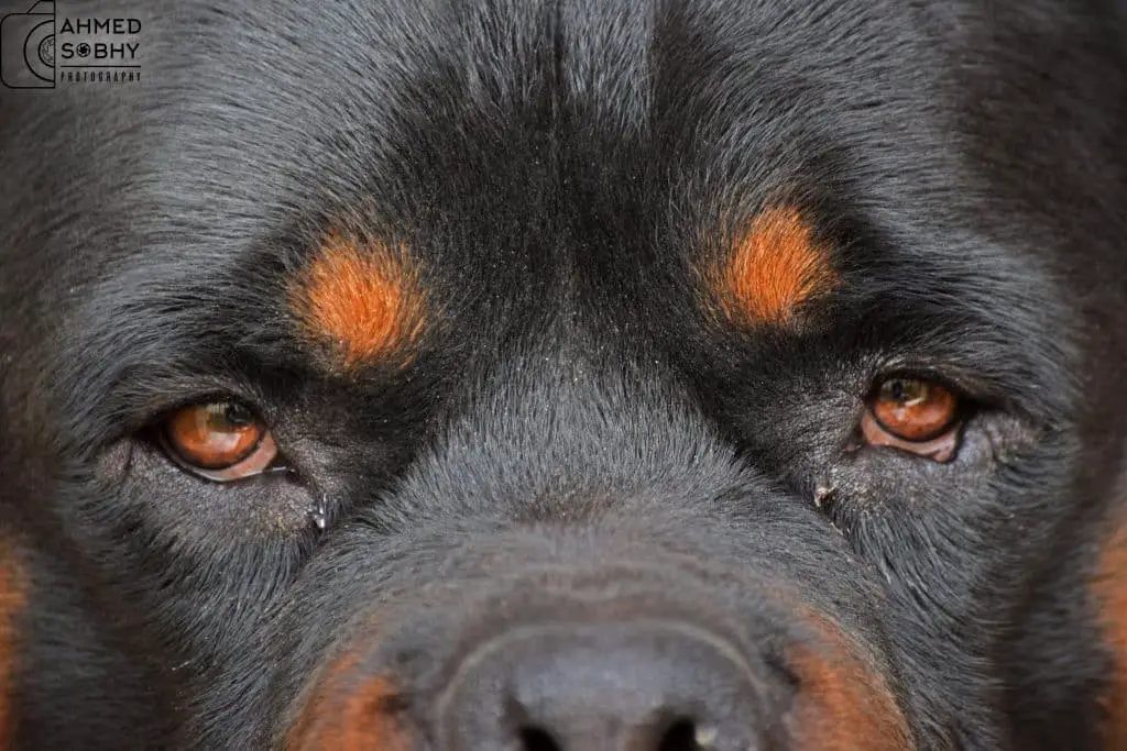 Rottweiler Diseases