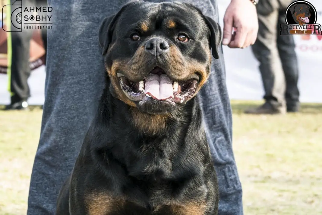 rottweiler