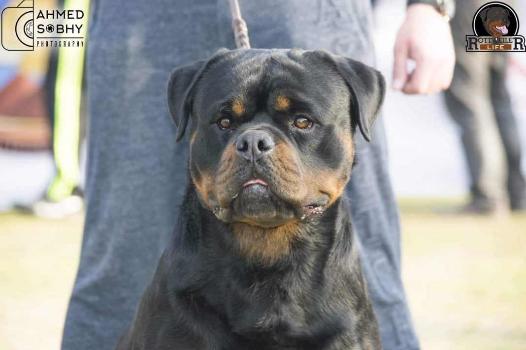 Rottweiler Training