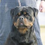 Rottweiler Training