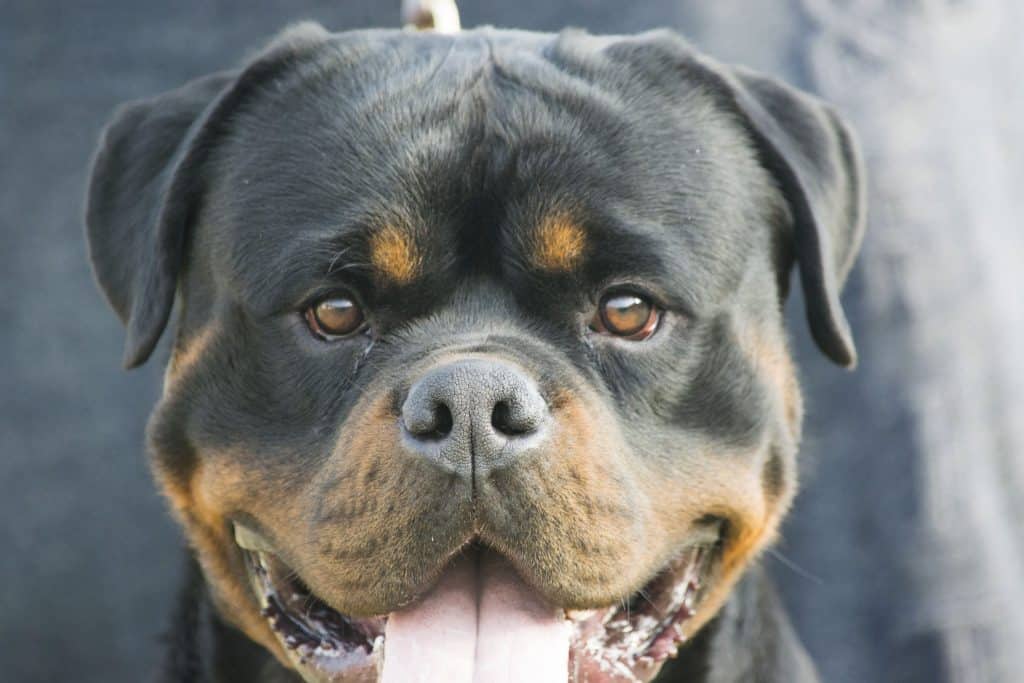 Advice That Your Rottweiler Will Give Two Paws Up 2 rottweiler