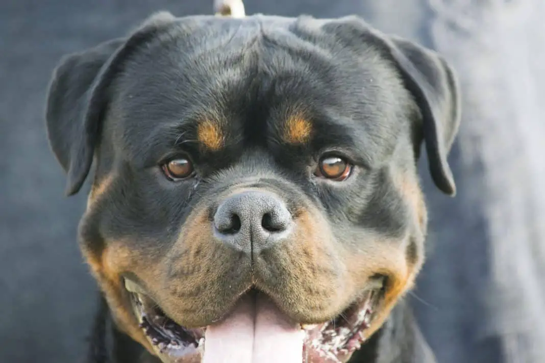 rottweiler