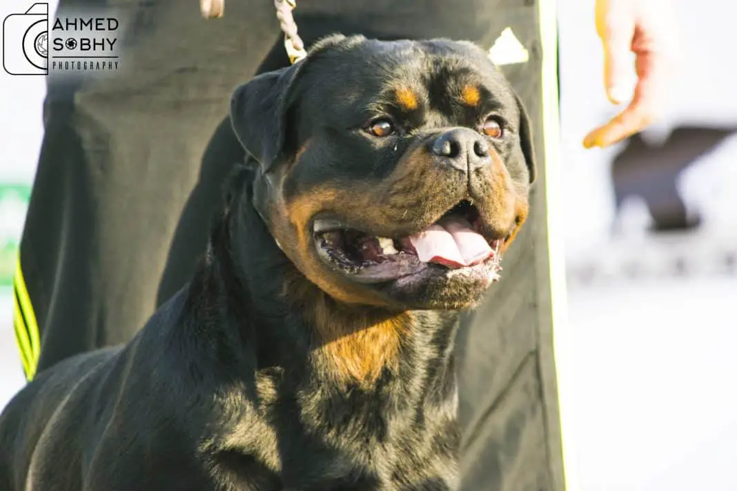 rottweiler