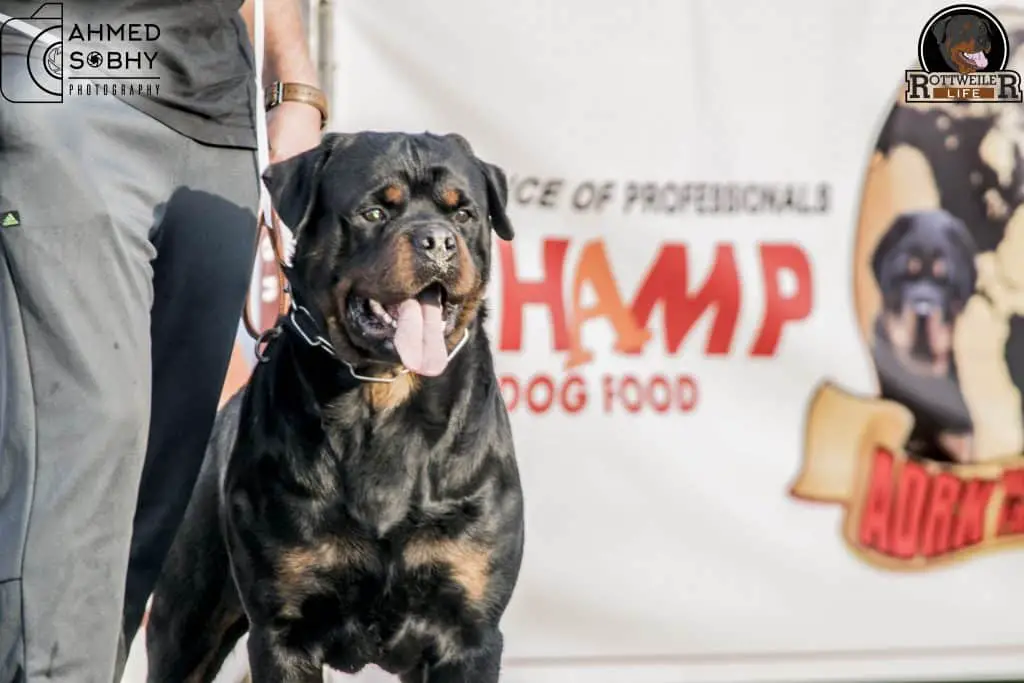 Rottweiler Training