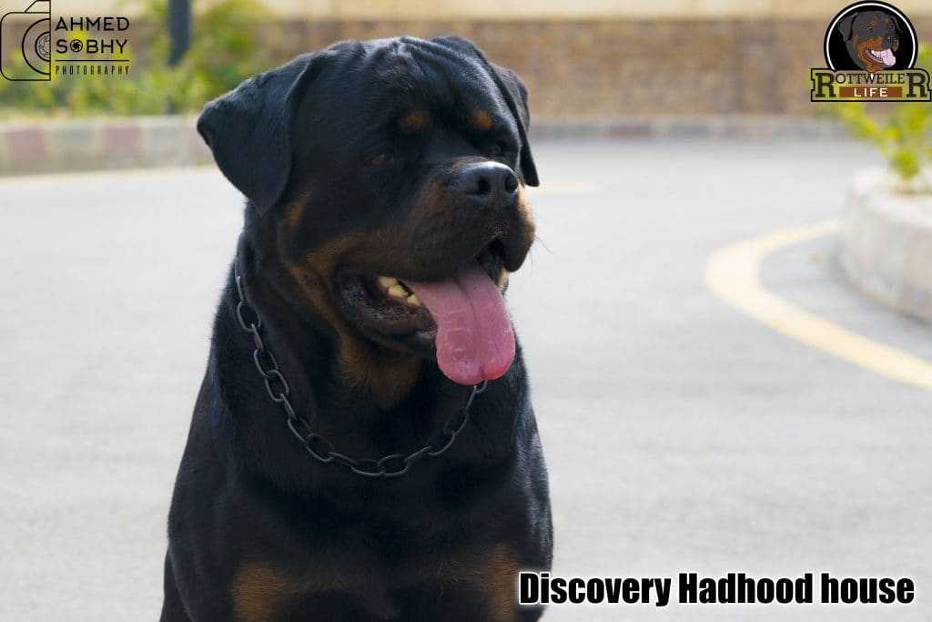 You And Your Rottweilers Training: Successful Tips For The Future 2 rottweilers
