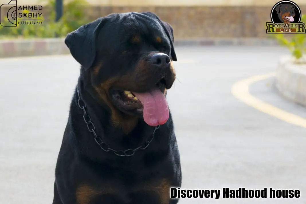 rottweilers