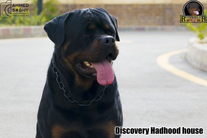 rottweilers rottweilers