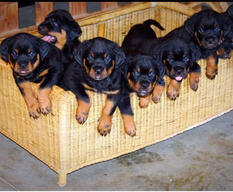 rottweiler