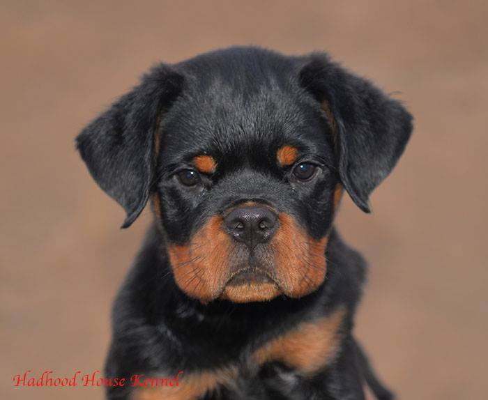 rottweiler