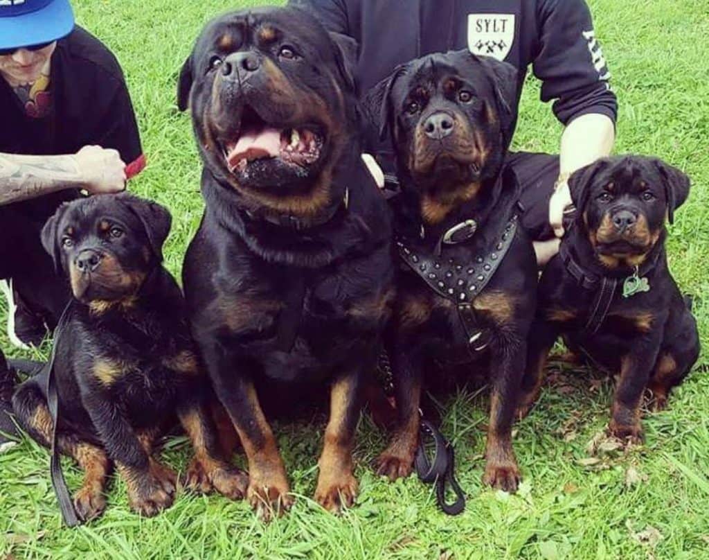 Rottweiler Related Questions? Let Us Answer Them For You 2 rottweiler