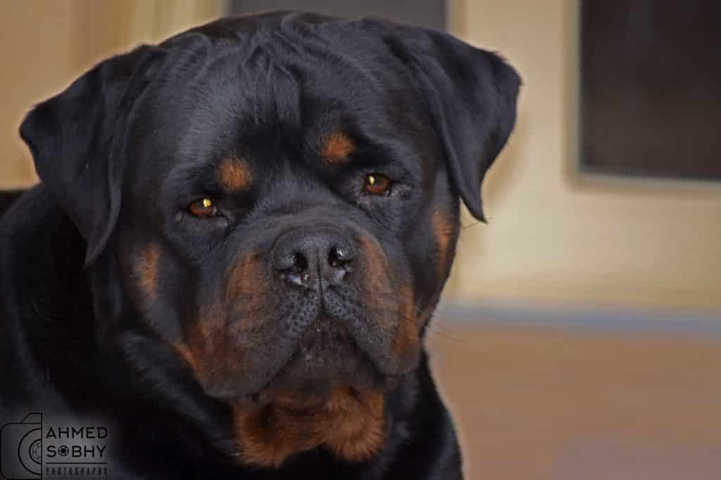 13 Reasons Not to Get a Rottweiler 4 rottweiler