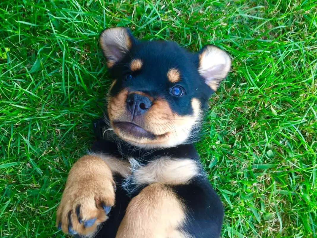 rottweiler