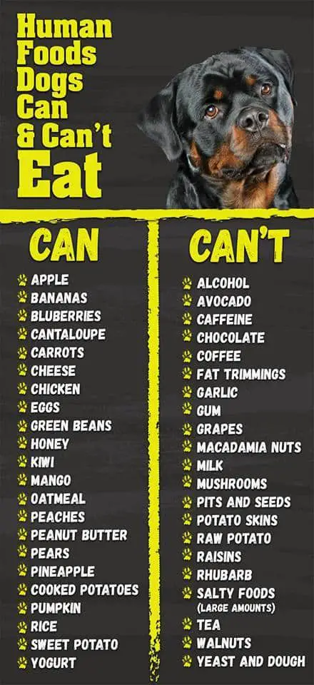 30 Human Foods Dogs Can And Can't Eat 2 dogs, food