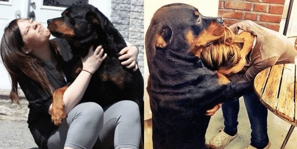 9 Signs You Love Your Rottweiler More Than Your Friends 9 rottweiler