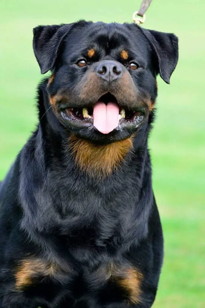 American Rottweiler vs German Rottweiler