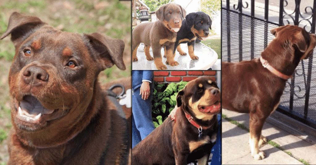 Red Rottweiler & Other Rare Rottweilers 2 rottweiler