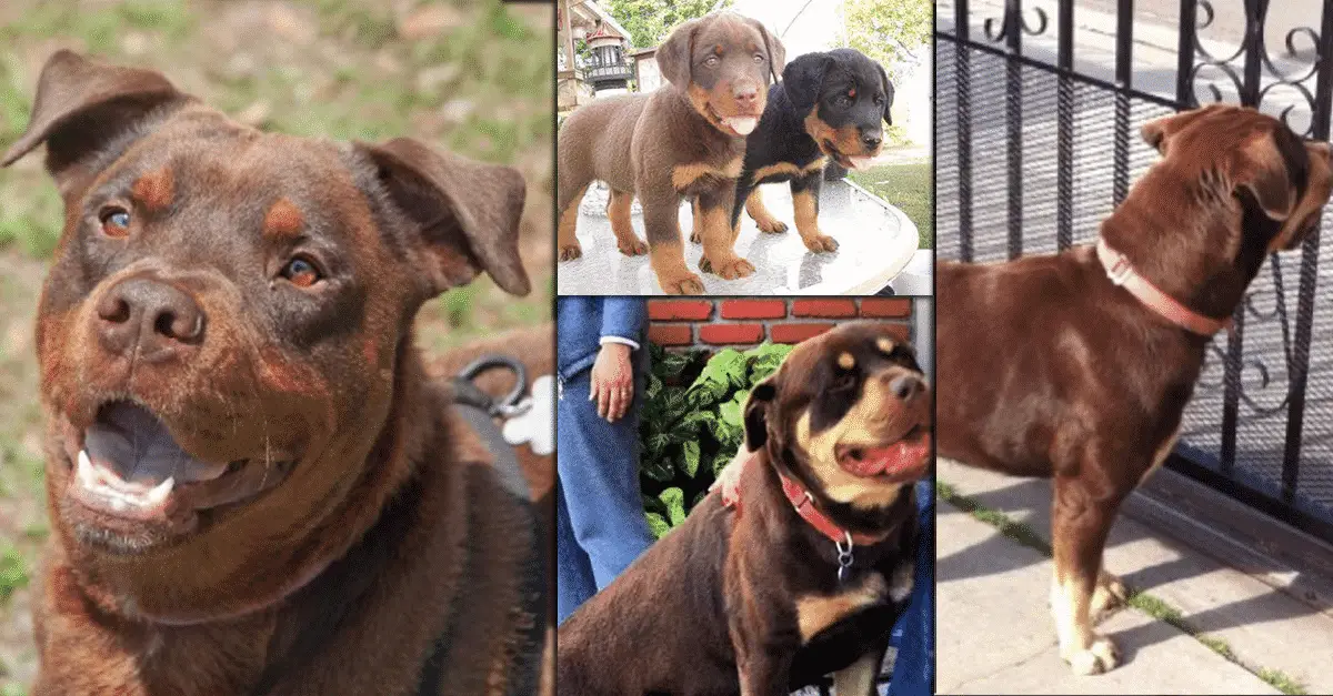 red rottweiler for sale