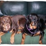 3c7c2ca4a3e10008b08fc66527bbe008–red-rottweiler-twin