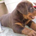Red Rottweiler