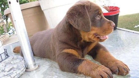 Red Rottweiler