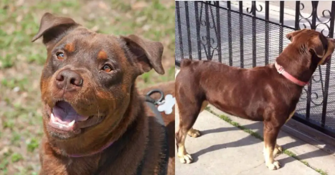 Red rottweiler