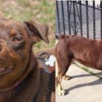 Red rottweiler