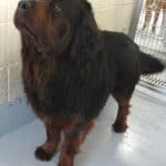 long hair rottweiler