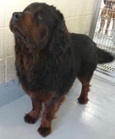 Long Haired Rottweiler