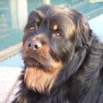 long hair Adult rottweiler