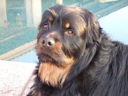 long hair Adult rottweiler