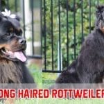 Long Haired Rottweiler