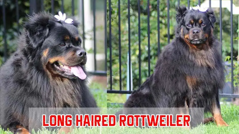 long hair Adult rottweiler