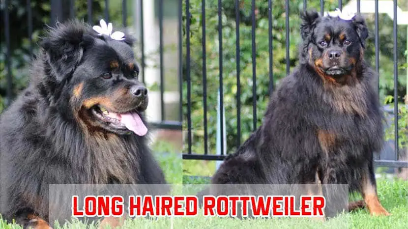 are rottweilers considered long hairor short hair