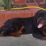 long hair rottweiler