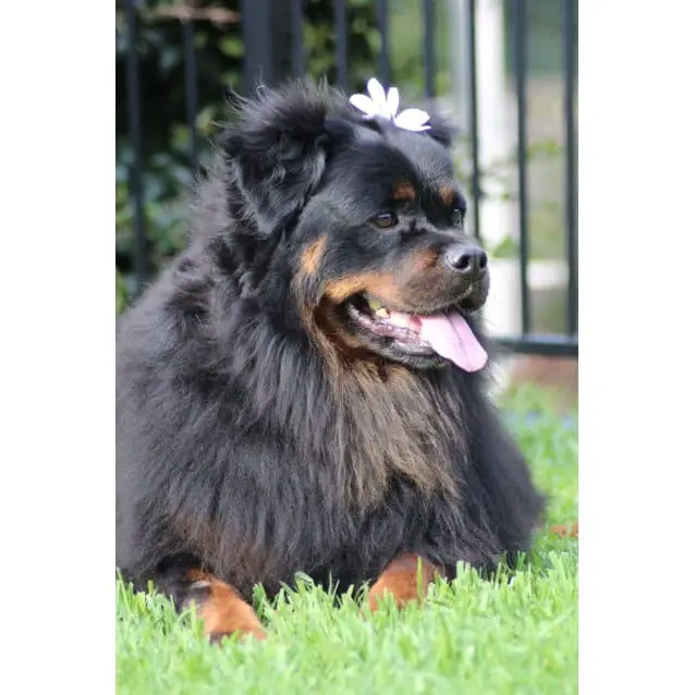 Long Haired Rottweiler