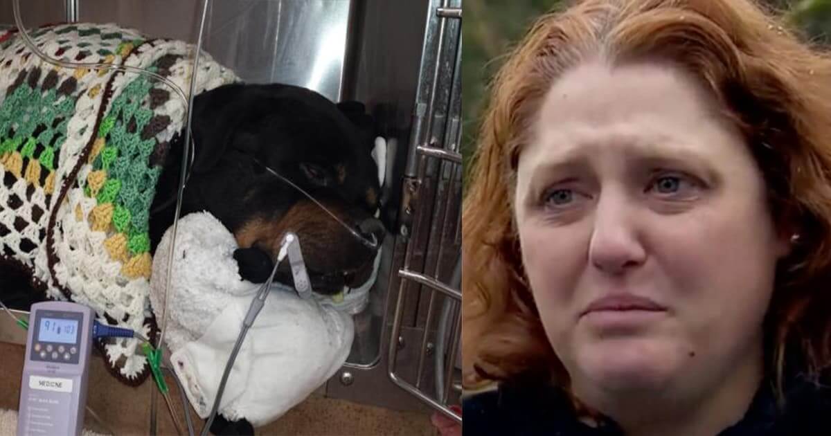 Dog Dies After Owner Fed It Popular Dog Food. FDA Finds Euthanasia Drug