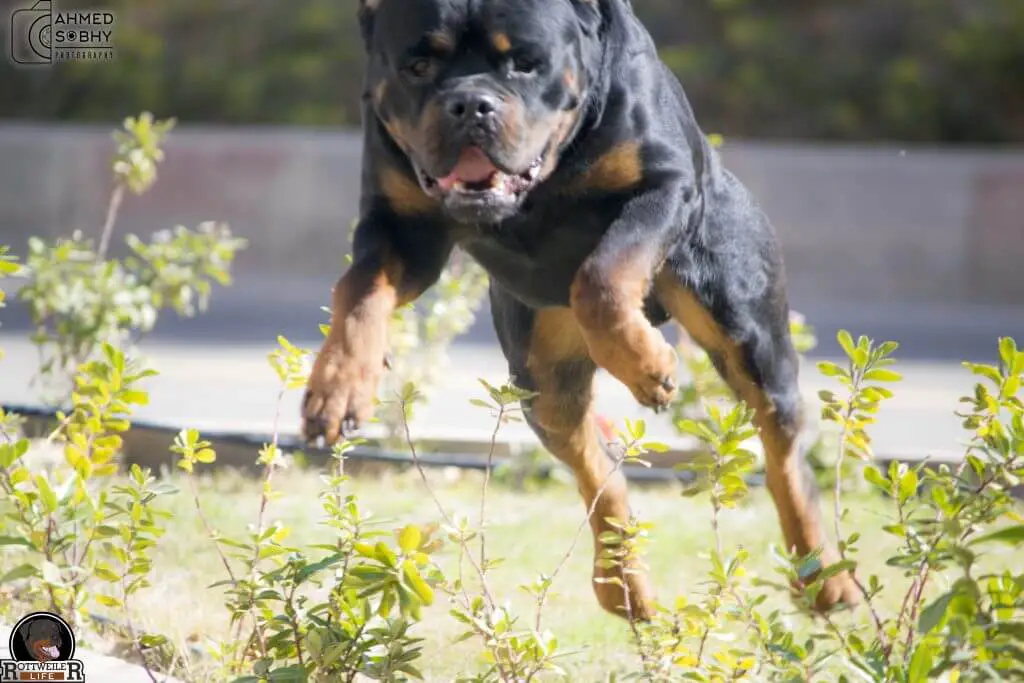 Rottweiler Enjoys Doing