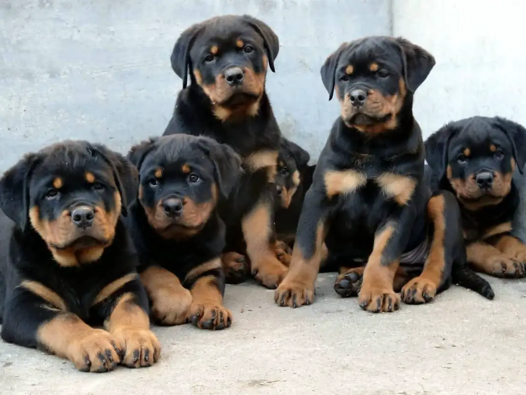 rottweiler