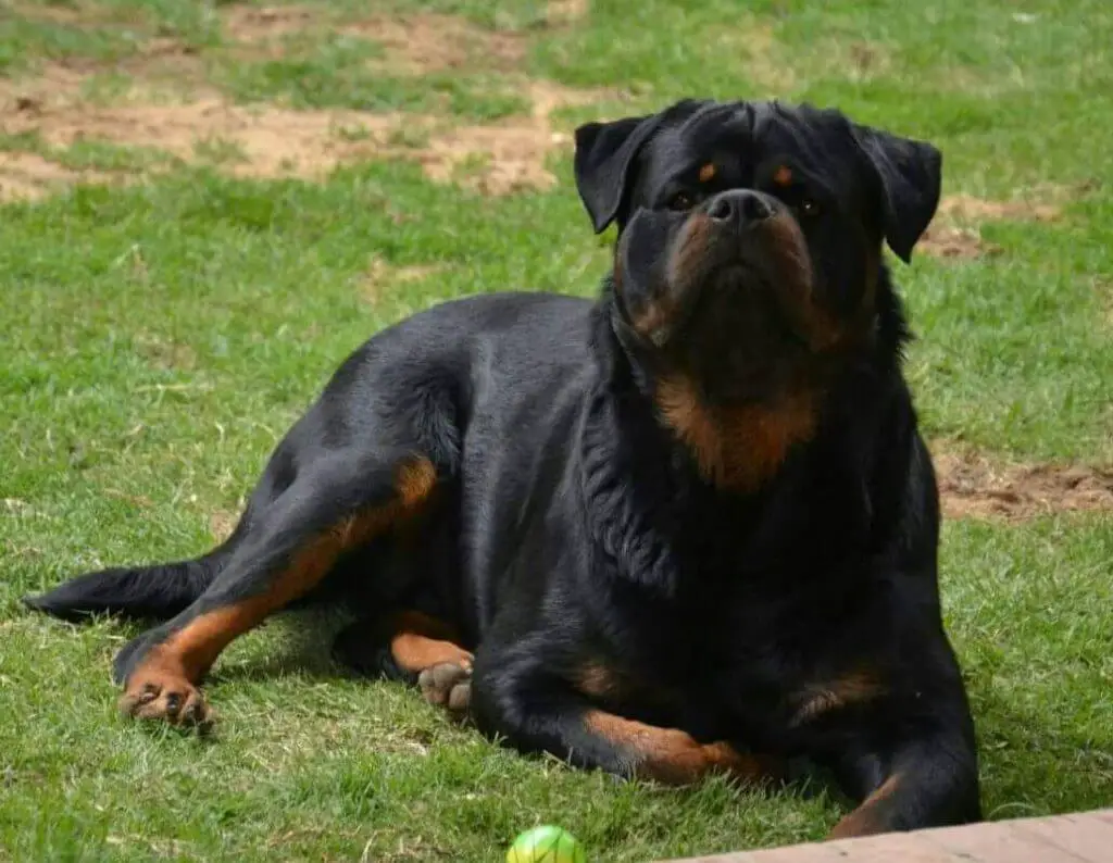 10 things your Rottweiler hates about you. 1 Rottweiler