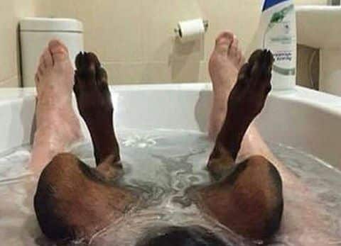 rottweiler bath