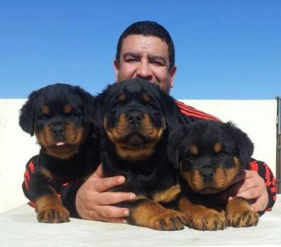 rottweiler puppy