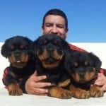 rottweiler puppies