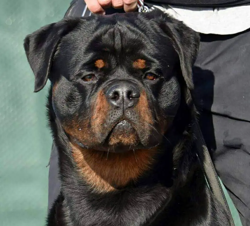 rottweilers