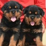 rottweiler puppy