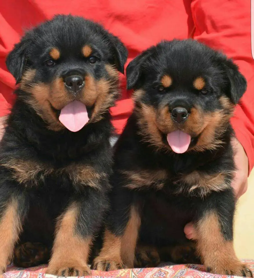 rottweiler puppy