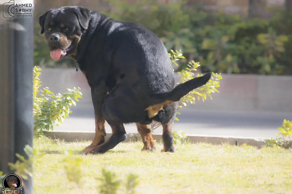 rottweiler pooping