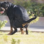 rottweiler pooping