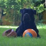 Rottweiler Training